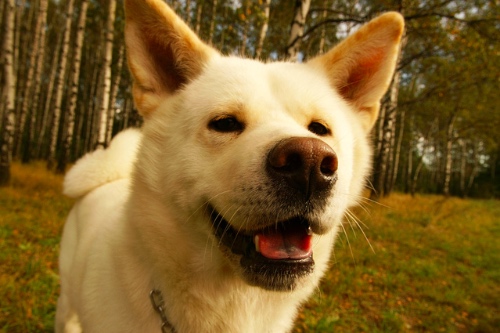 akita hond als voorbeeld van trouw