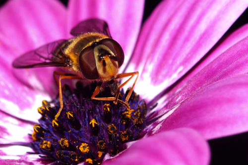 bee on daisy 
