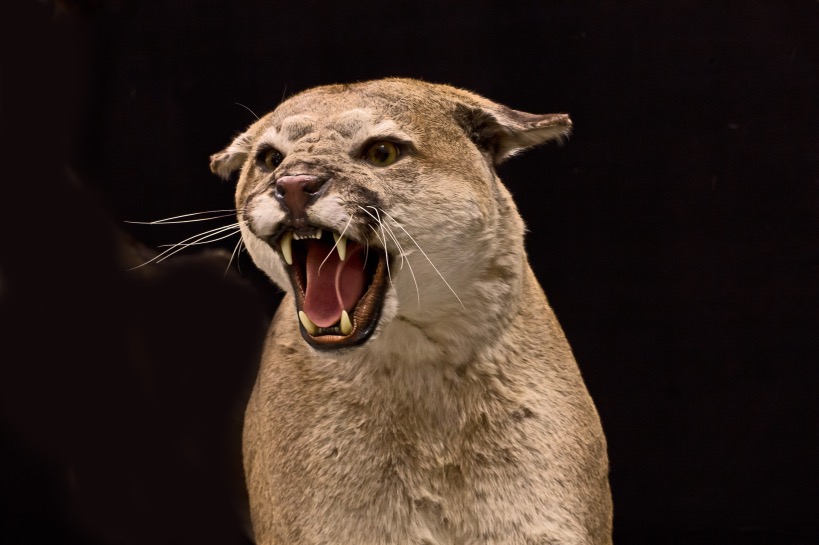 foto van cougar poema ter illustratie