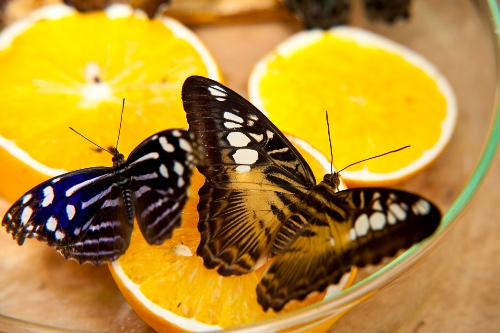 foto van vlinders om te illustreren wat je in je buik voelt als je verliefd bent