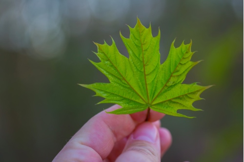 iemand houdt groen blaadje vast