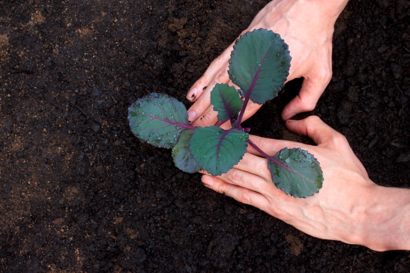man plant groente handen vormen een hartje