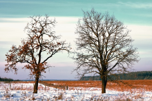 twee bomen naast elkaar