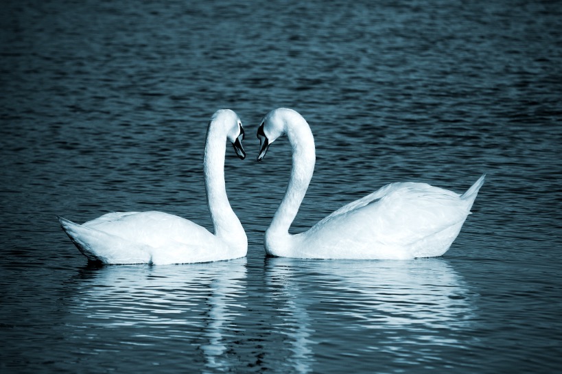 twee zwanen als symbool voor liefde
